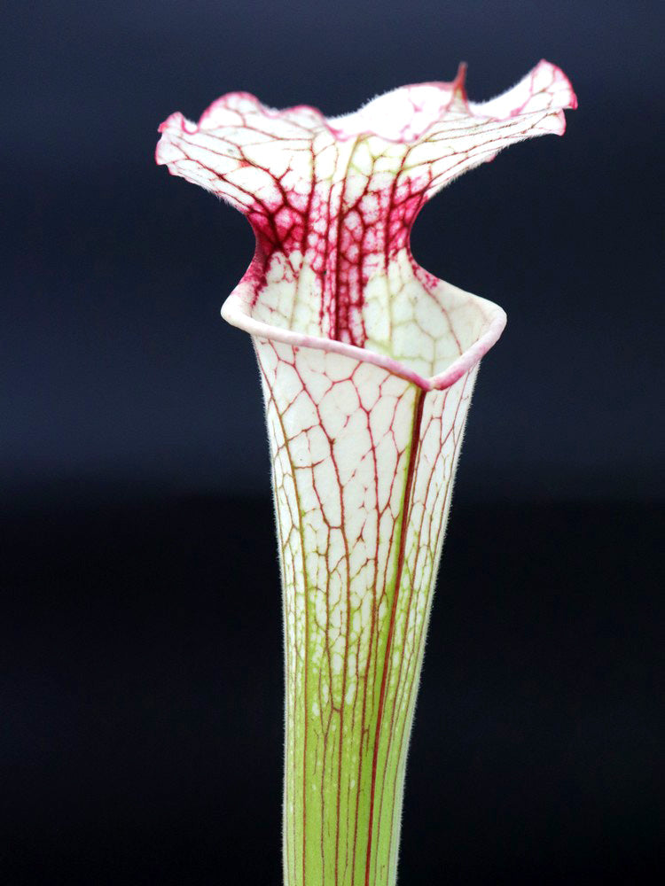 Sarracenia 'Iamsatyricon'