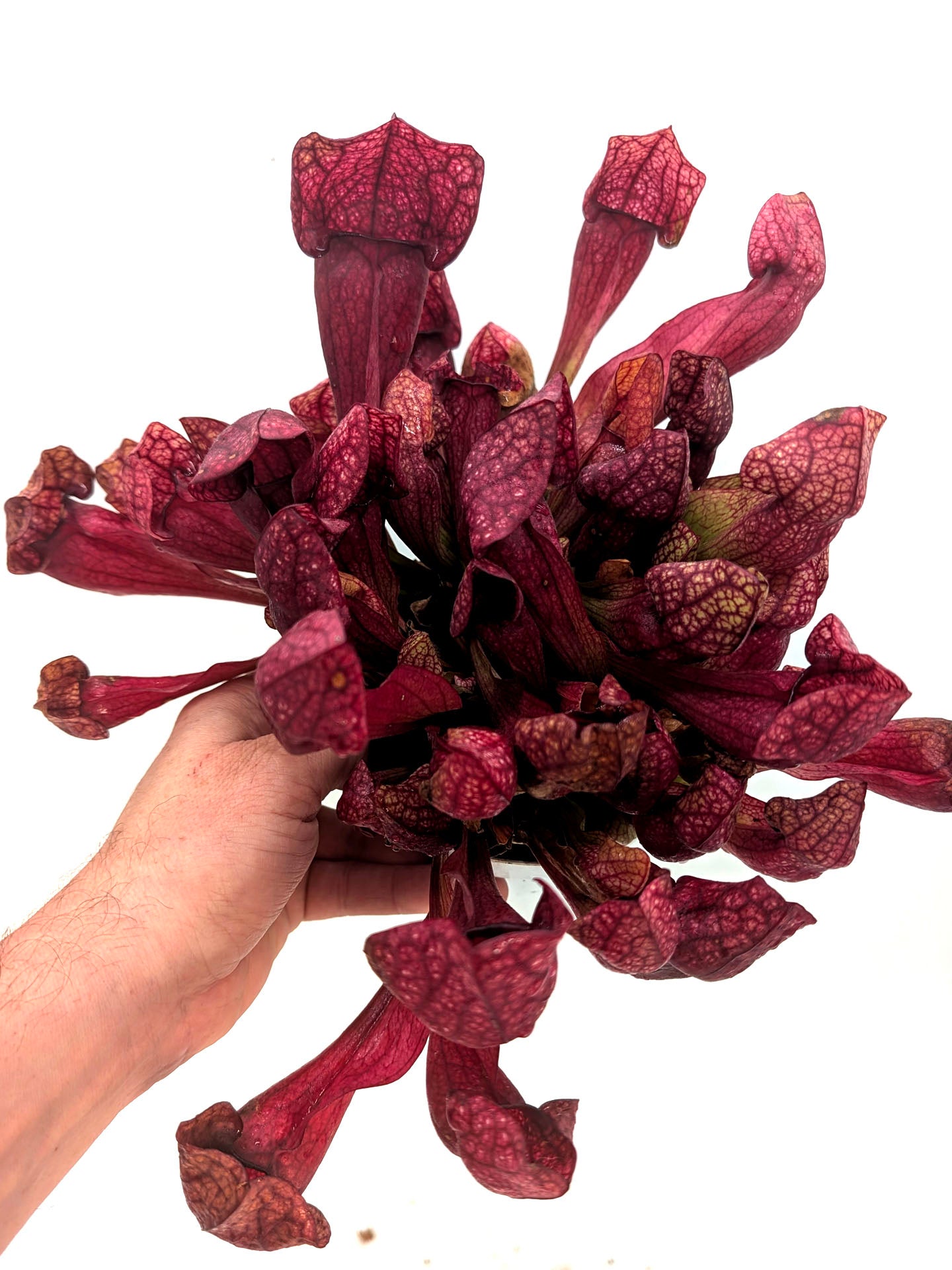 AUCTION 6: Sarracenia x courtii GC SELECTION