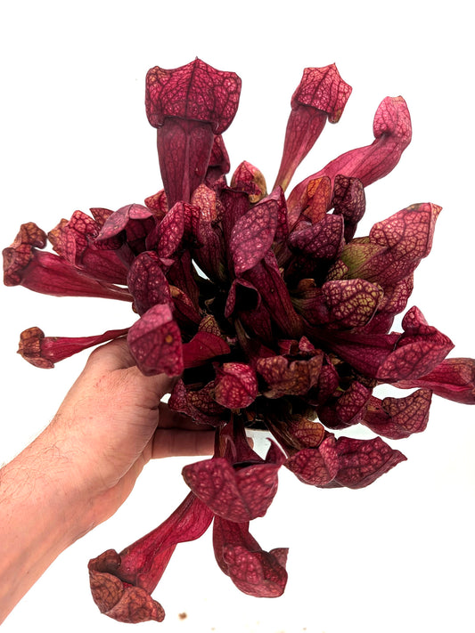 AUCTION 6: Sarracenia x courtii GC SELECTION