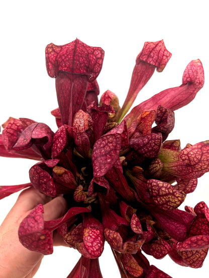 AUCTION 6: Sarracenia x courtii GC SELECTION