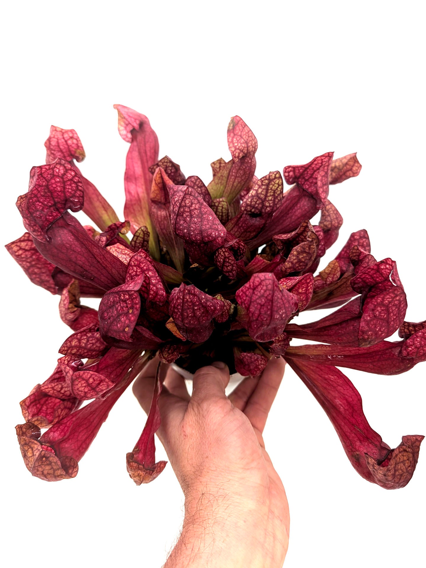 AUCTION 6: Sarracenia x courtii GC SELECTION