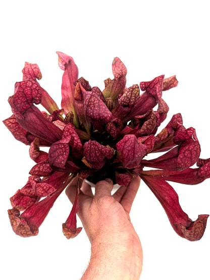 AUCTION 6: Sarracenia x courtii GC SELECTION