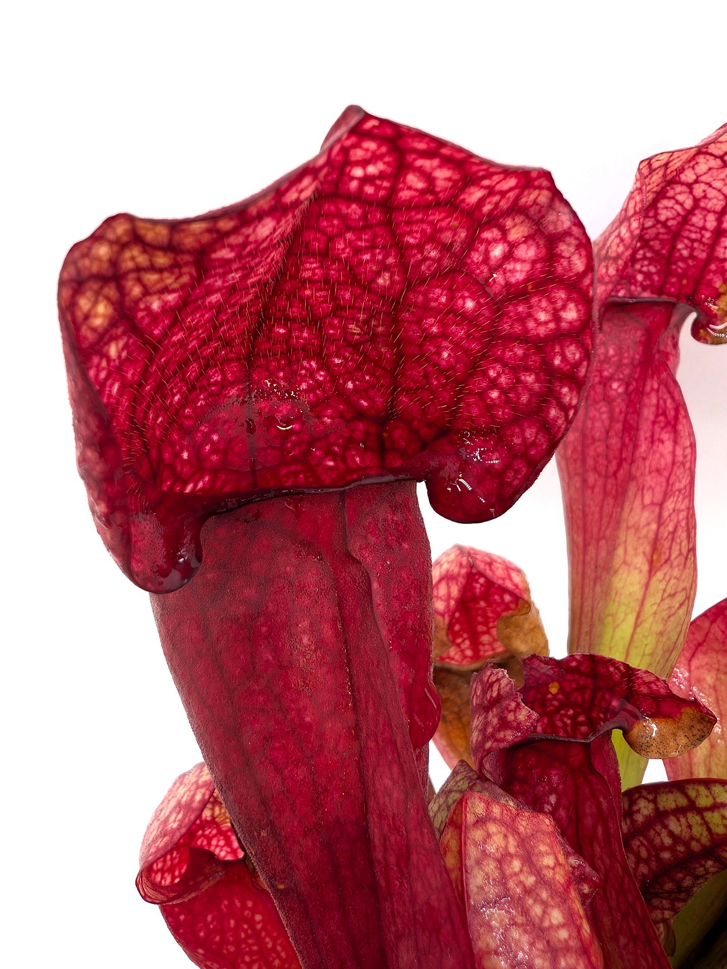 AUCTION 6: Sarracenia x courtii GC SELECTION