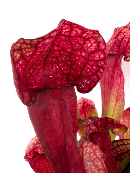 AUCTION 6: Sarracenia x courtii GC SELECTION