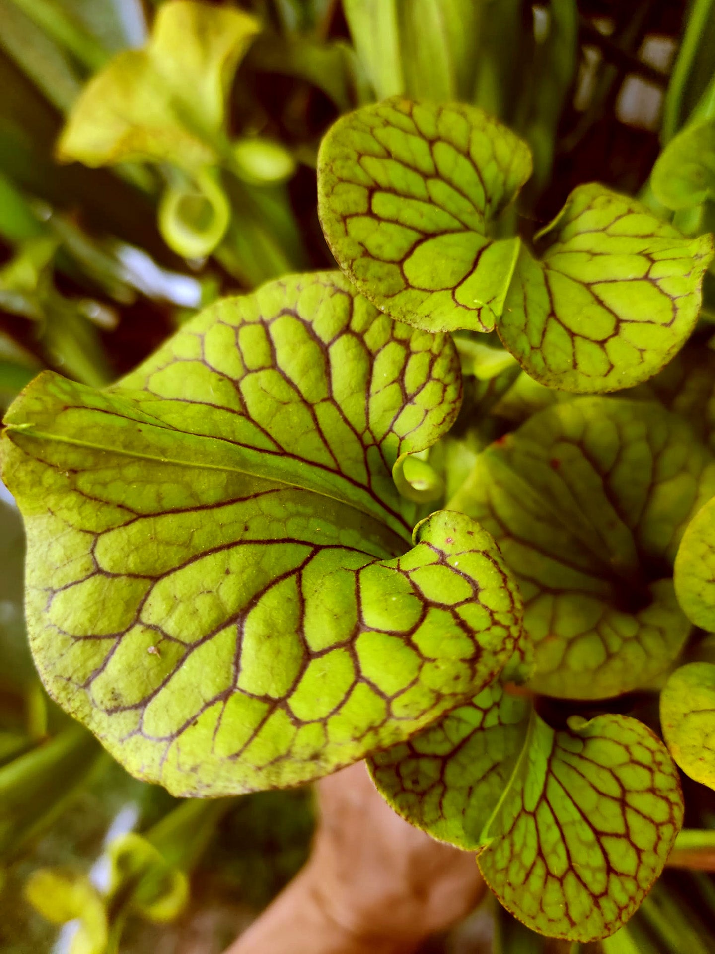 Sarracenia flava var. ornata "Improved Black Veins"