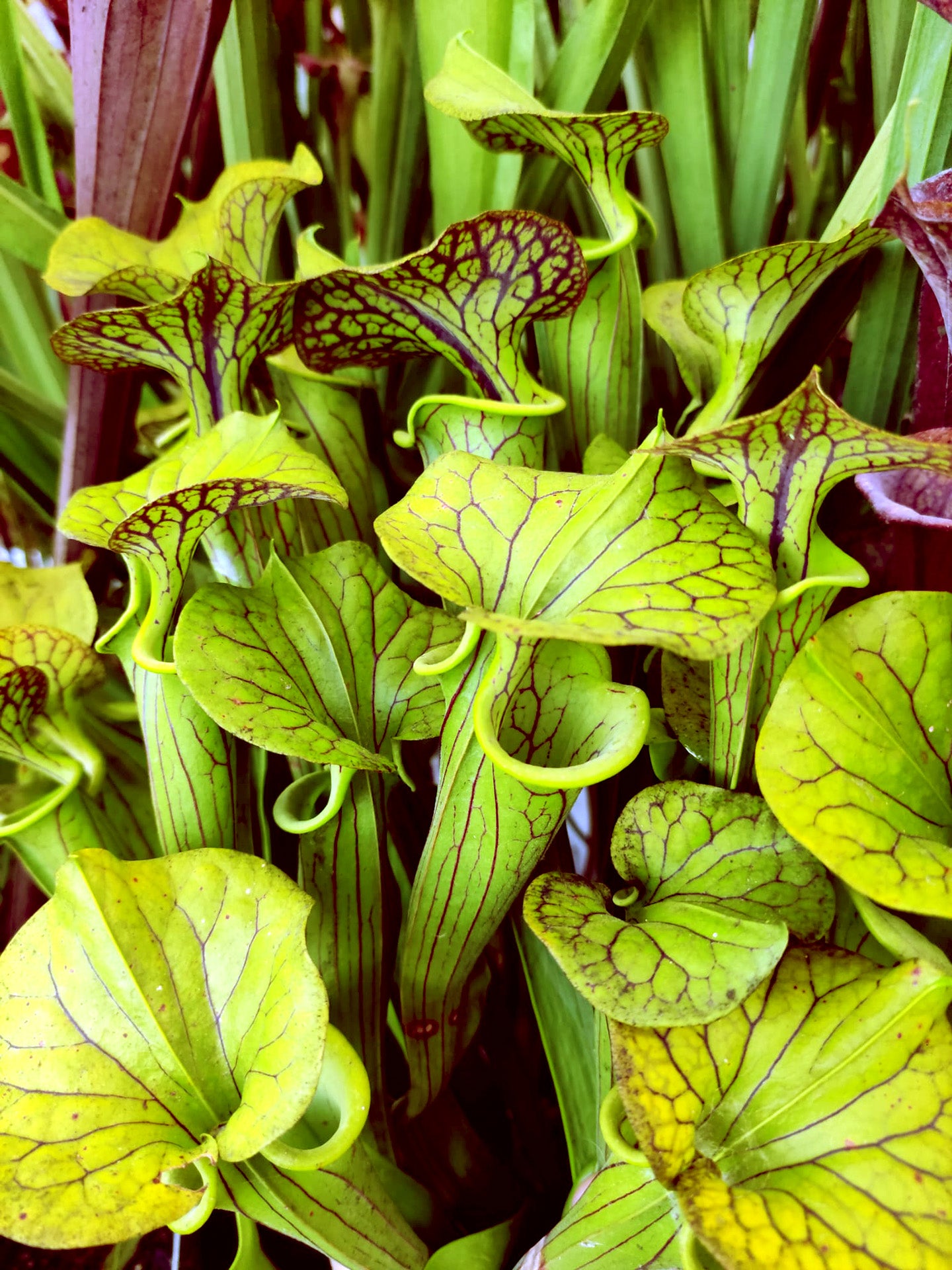 Sarracenia flava var. ornata "Improved Black Veins"