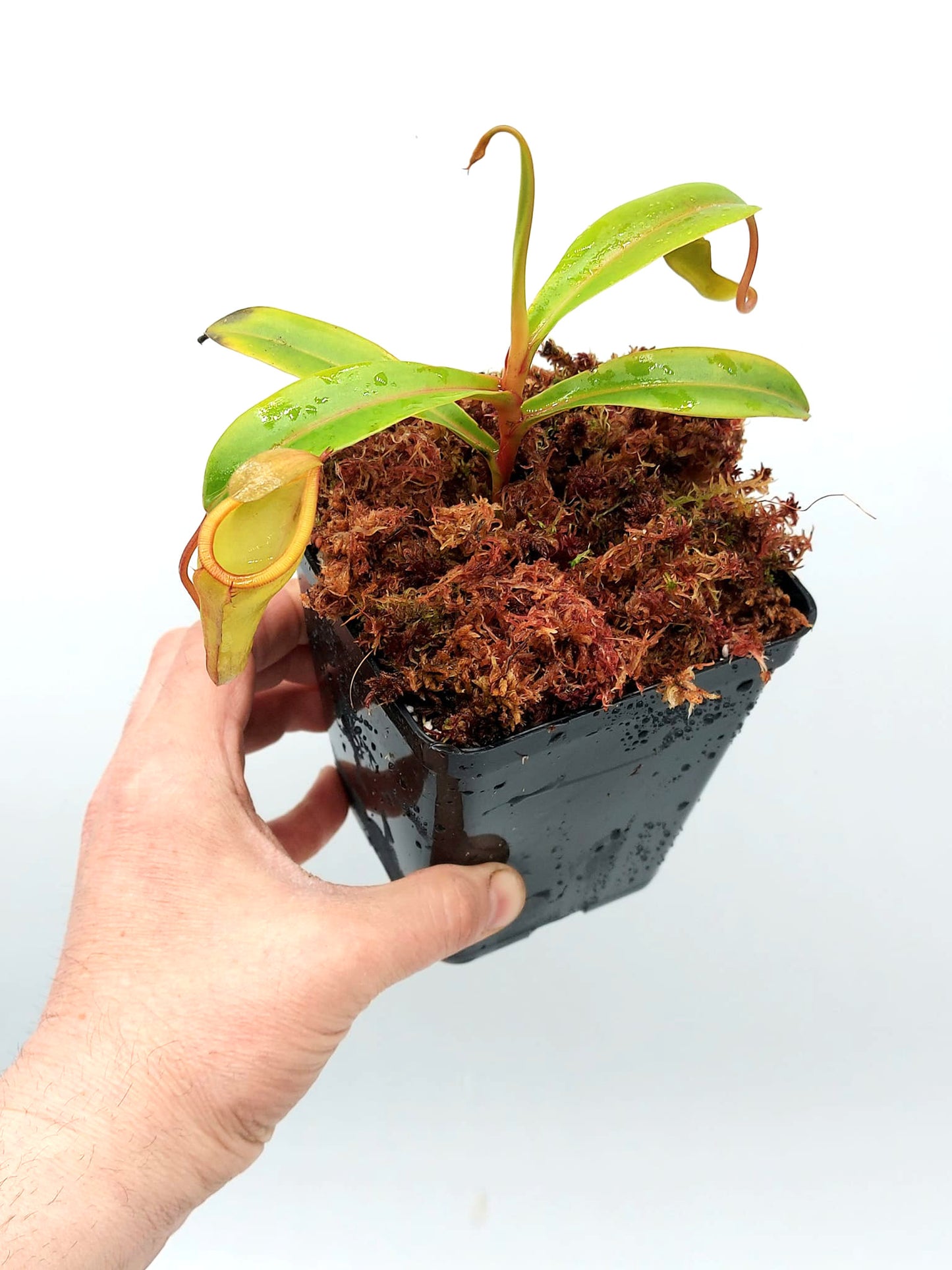 Nepenthes inermis   Gunung Gadut, Sumatra