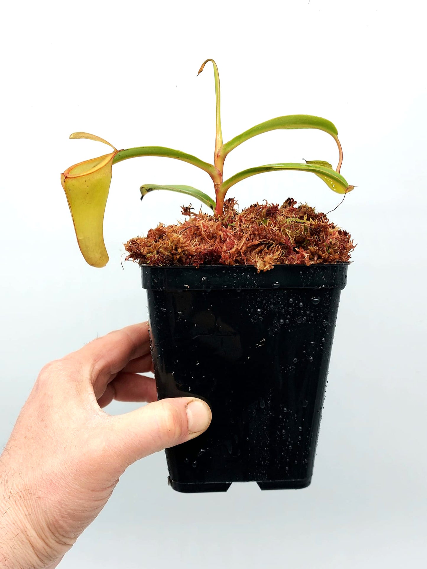 Nepenthes inermis   Gunung Gadut, Sumatra