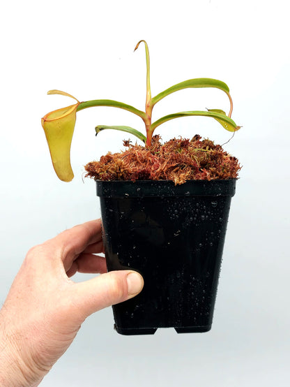 Nepenthes inermis   Gunung Gadut, Sumatra