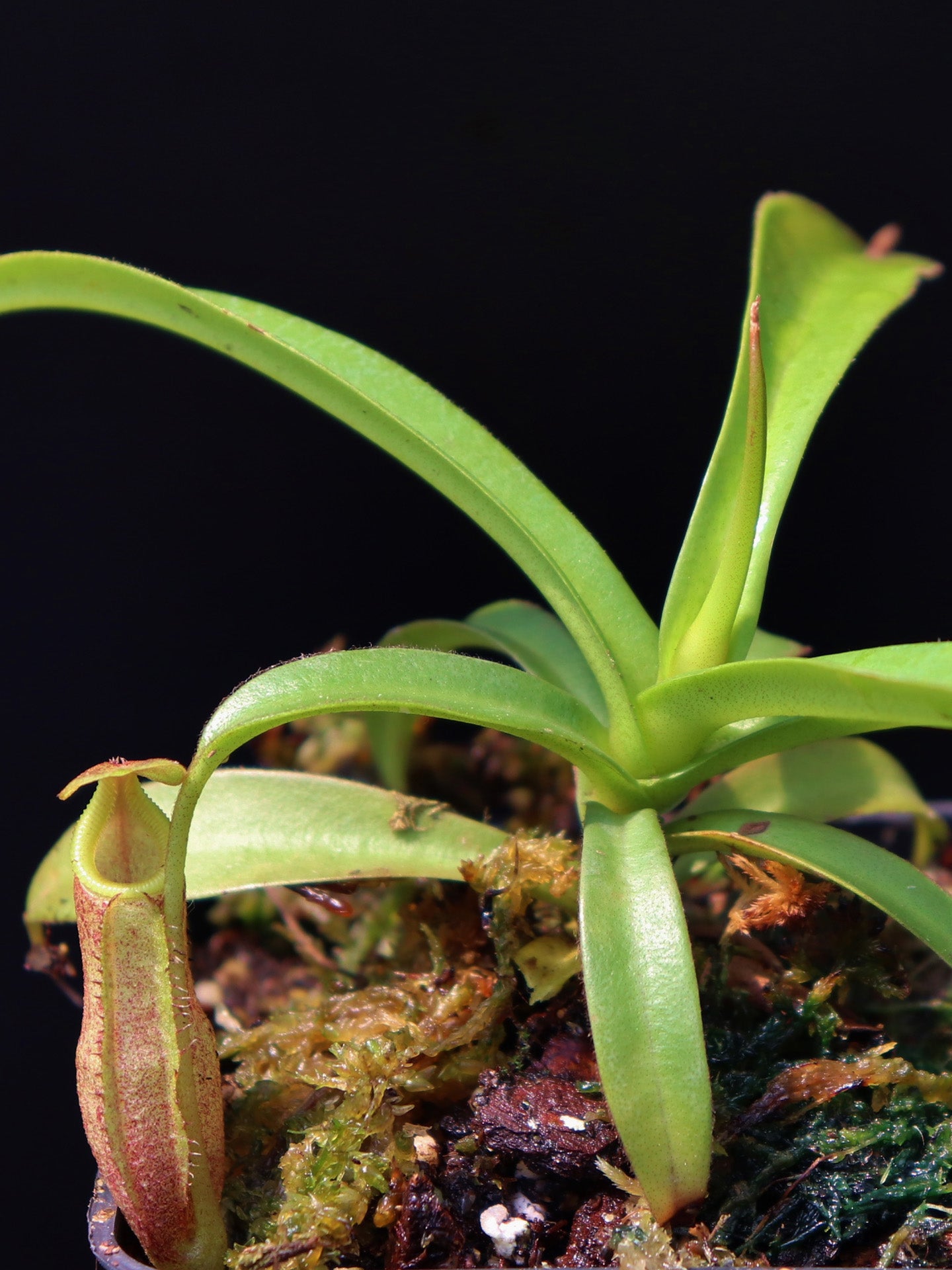 Nepenthes izumae