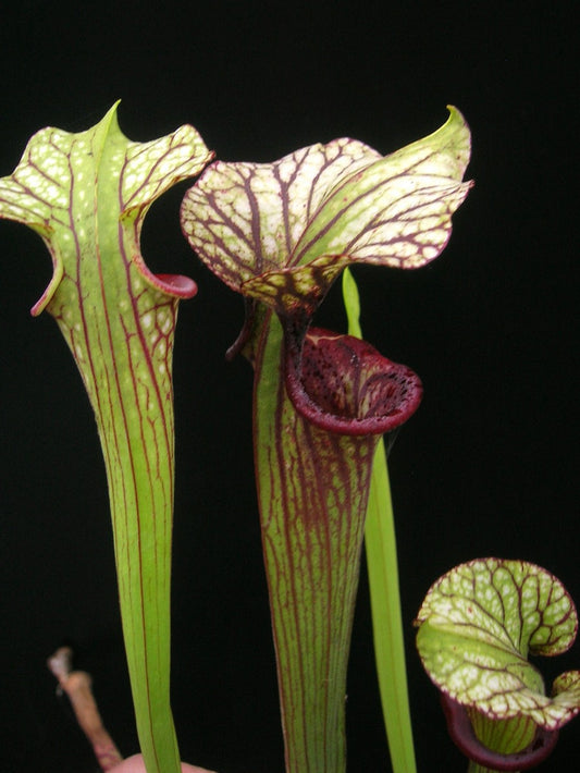 Sx 'Inspiration' Srba