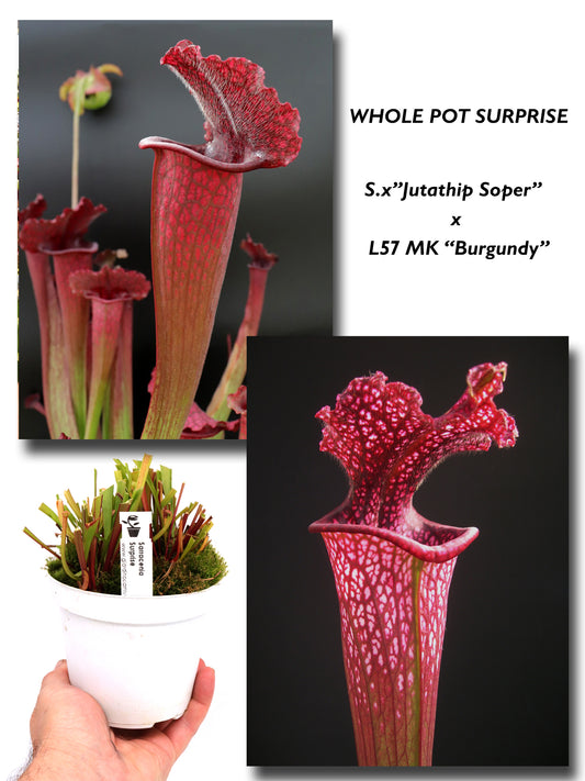 Sx „Jutathip Soper“ x Leucophylla „Burgundy“ L57 MK GC SEEDGROWN