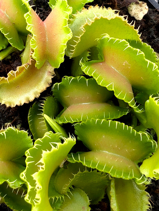 Dionaea muscipula „Kim il-Sung“