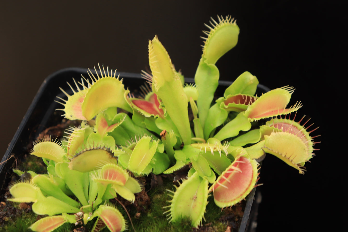 Dionaea muscipula  Korrigans