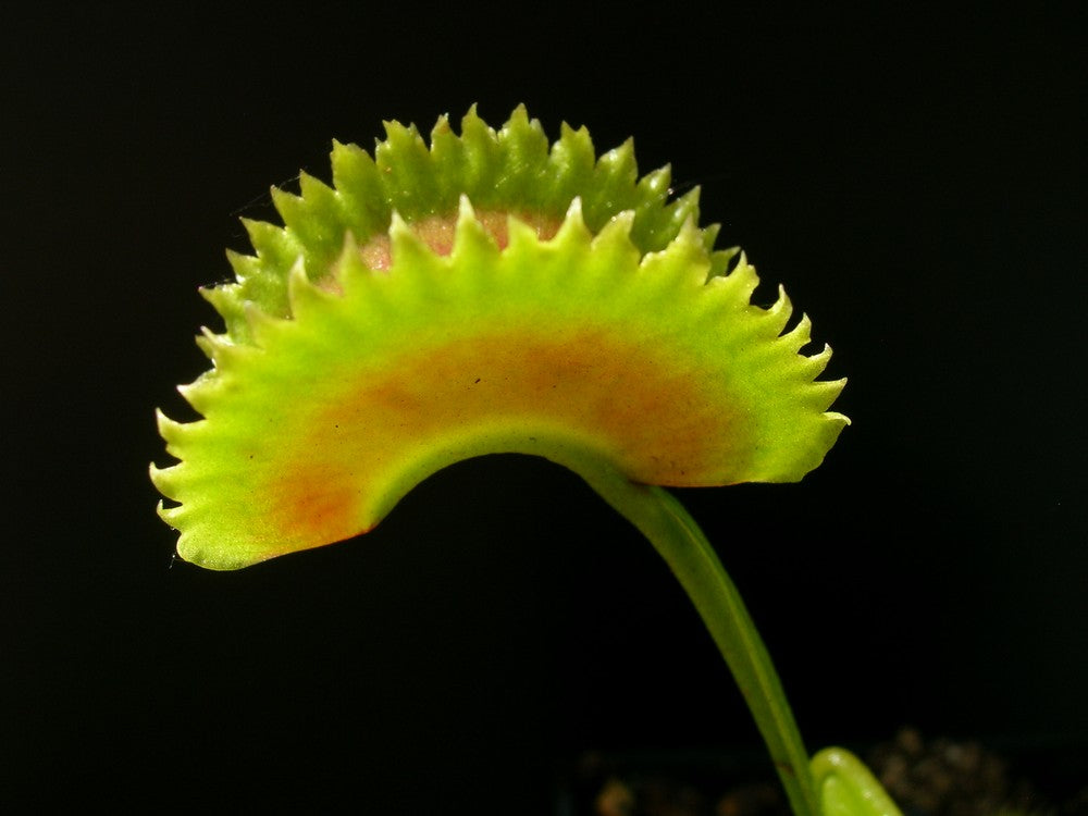 Dionaea muscipula  GC Killer Queen