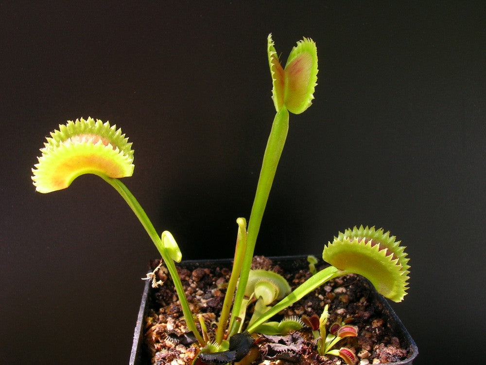 Dionaea muscipula  GC Killer Queen