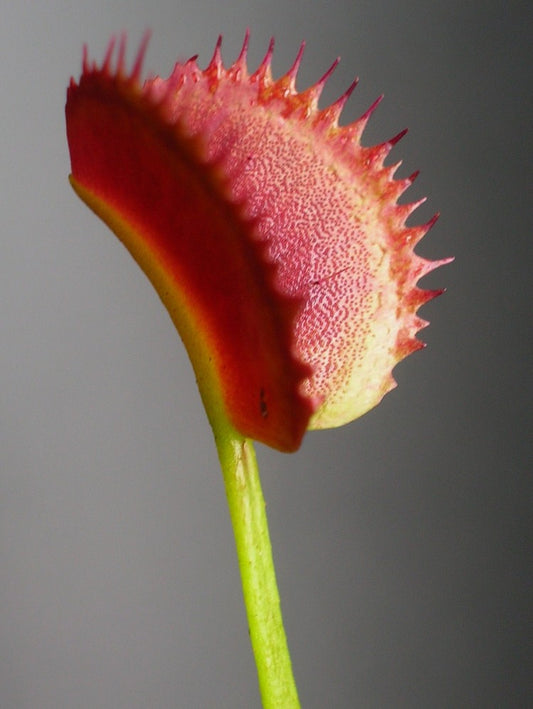 Dionaea muscipula 'Koreanischer Melodienhai'
