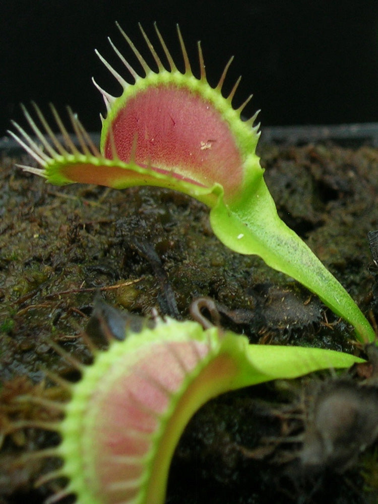 Dionaea muscipula  Korrigans
