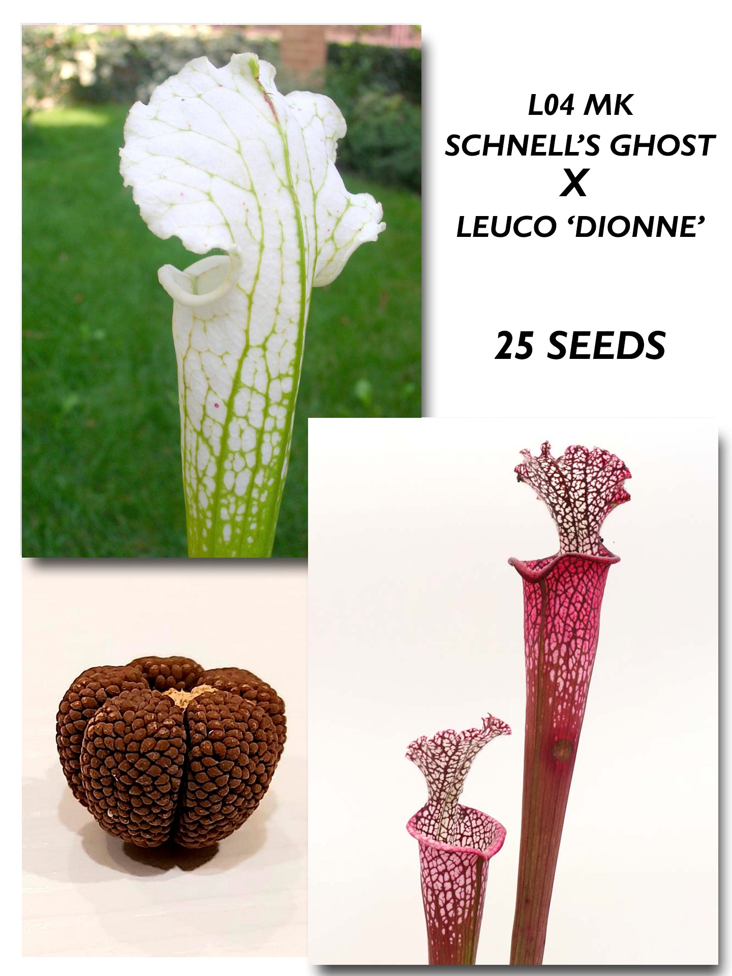 SARRACENIA LEUCOPHYLLA "SCHNELL'S GHOST" L04 MK X DIONNE