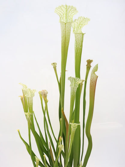 Sarracenia leucophylla 'Schnell's Ghost'  L04 MK