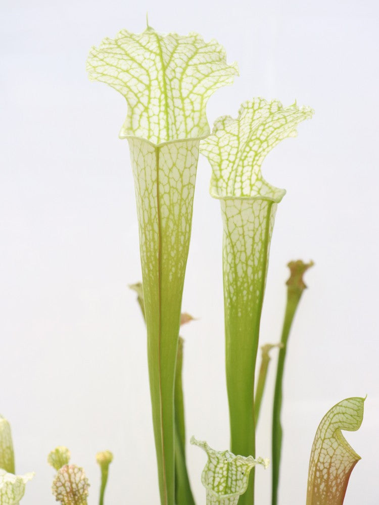 Sarracenia leucophylla 'Schnell's Ghost'  L04 MK