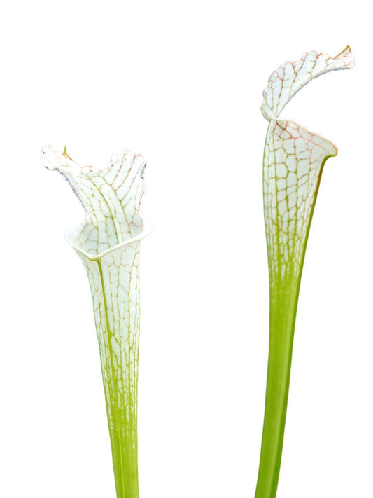 Sarracenia leucophylla var. alba  L09 MK