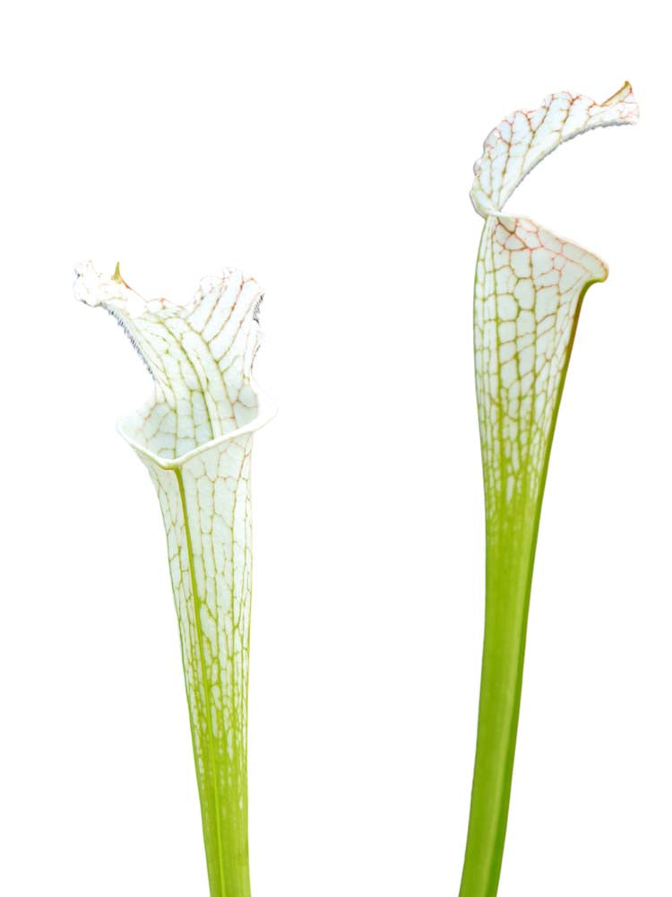 Sarracenia leucophylla var. alba L09 MK
