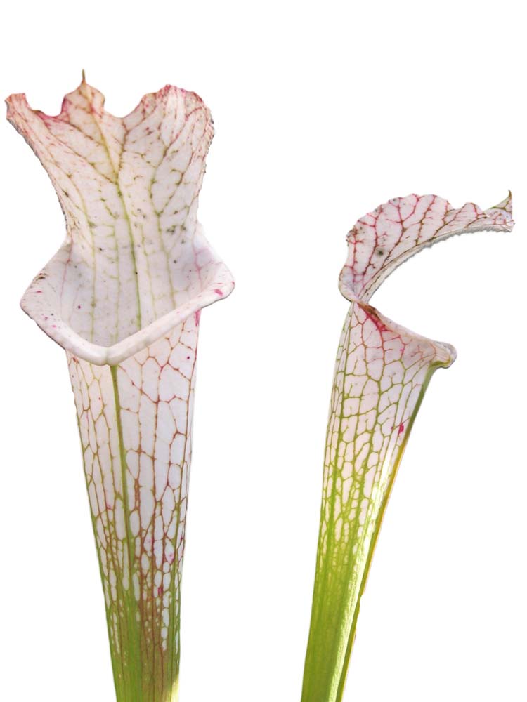 Sarracenia leucophylla var. alba L09 MK