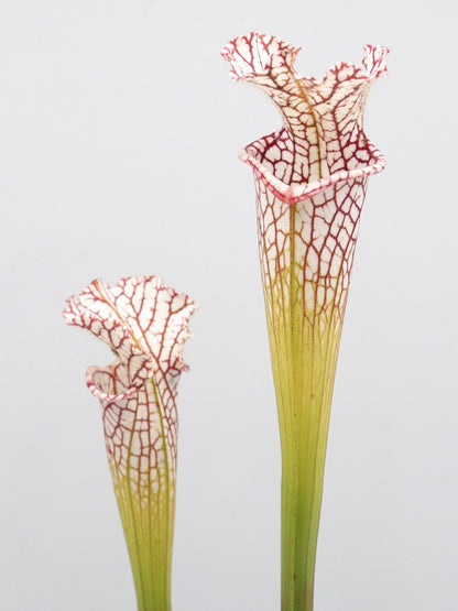 L09 MK x Leucophylla "Finestre grandi" AA