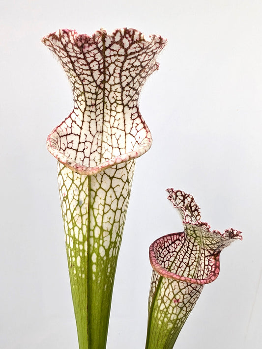 Sarracenia leucophylla L104D MK Wilkerson Bog, Walton Co. FL