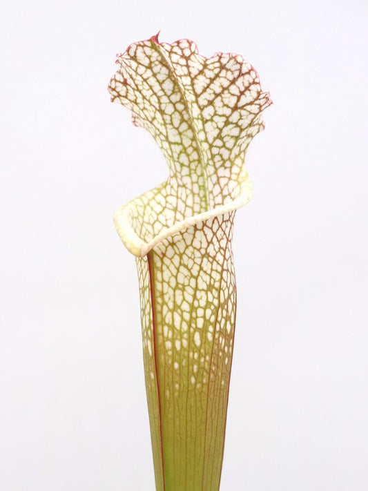 Sarracenia leucophylla Wilkerson Bog, Bay Co. FL  L104B MK