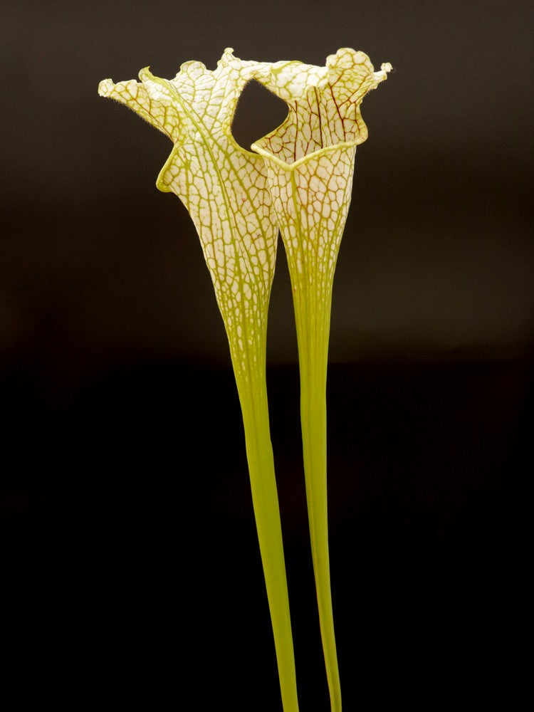 Sarracenia leucophylla  L10C Srba