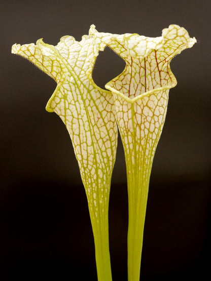 Sarracenia leucophylla  L10C Srba