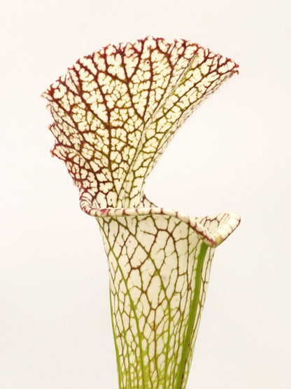 Sarracenia leucophylla  L11/3 PW