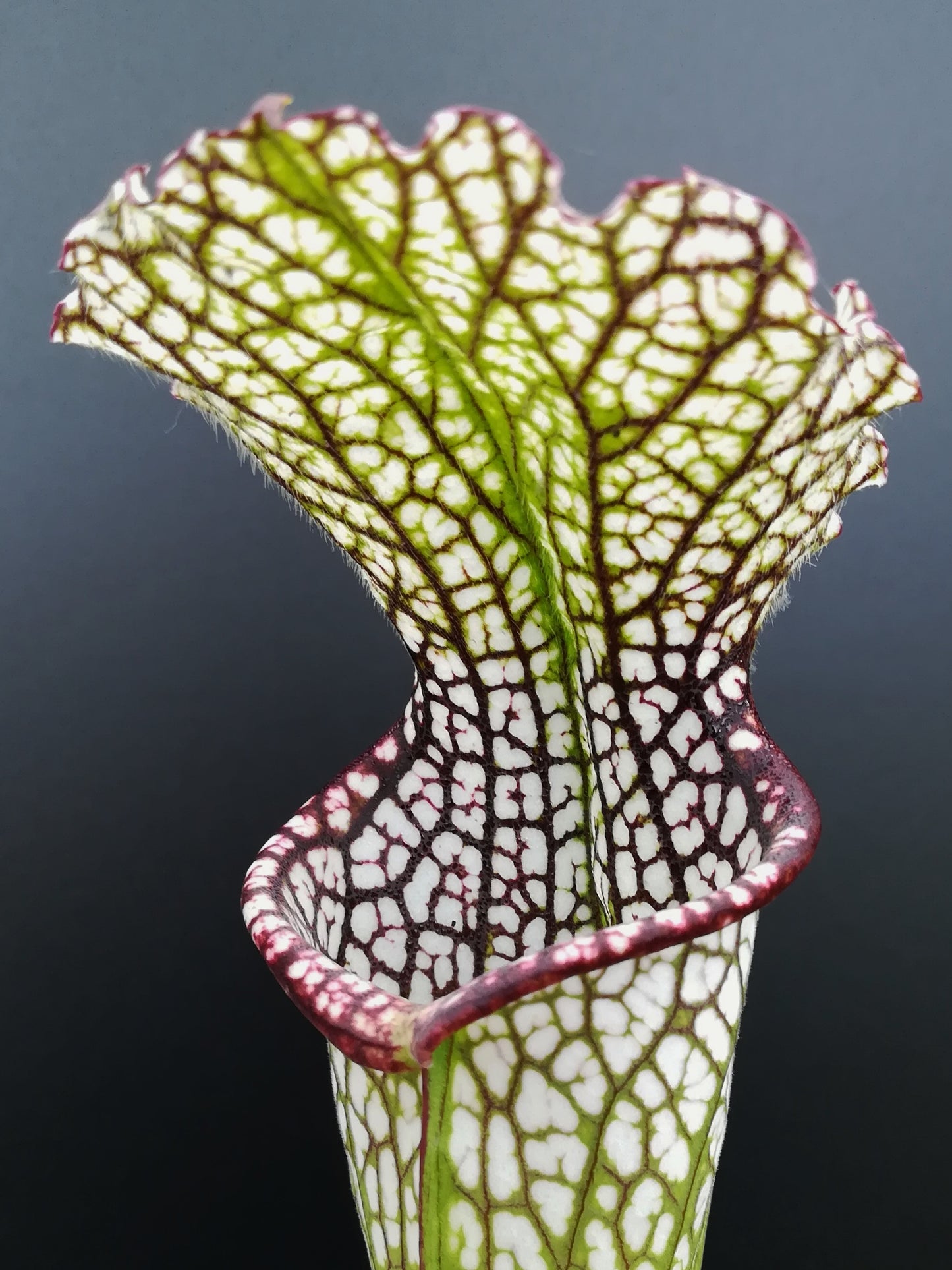 Sarracenia leucophylla  "Giant Autumn pitcher" Deer Park, AL  L12A MK