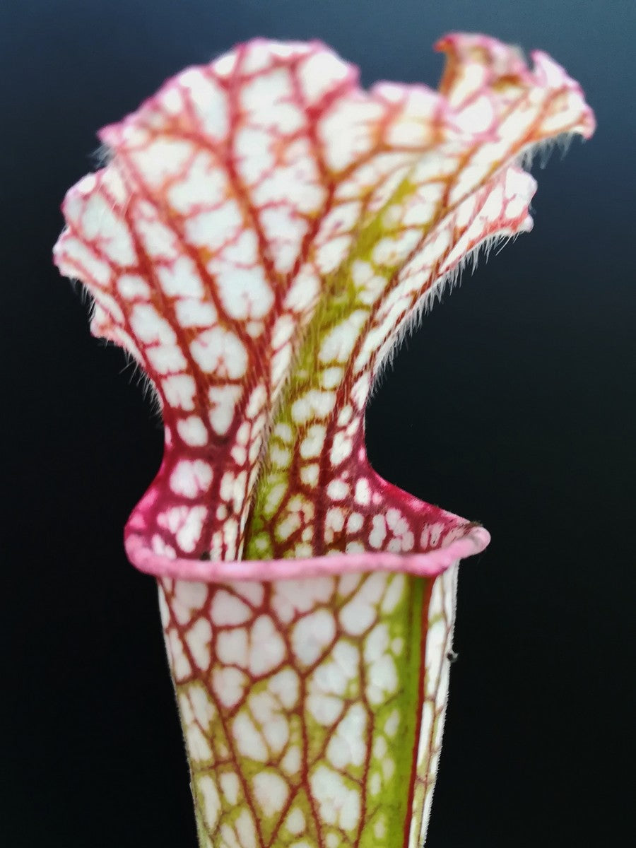Sarracenia leucophylla L12B MK