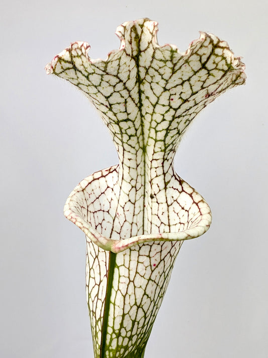 Sarracenia leucophylla L143 MK Tall and white L32A Srba