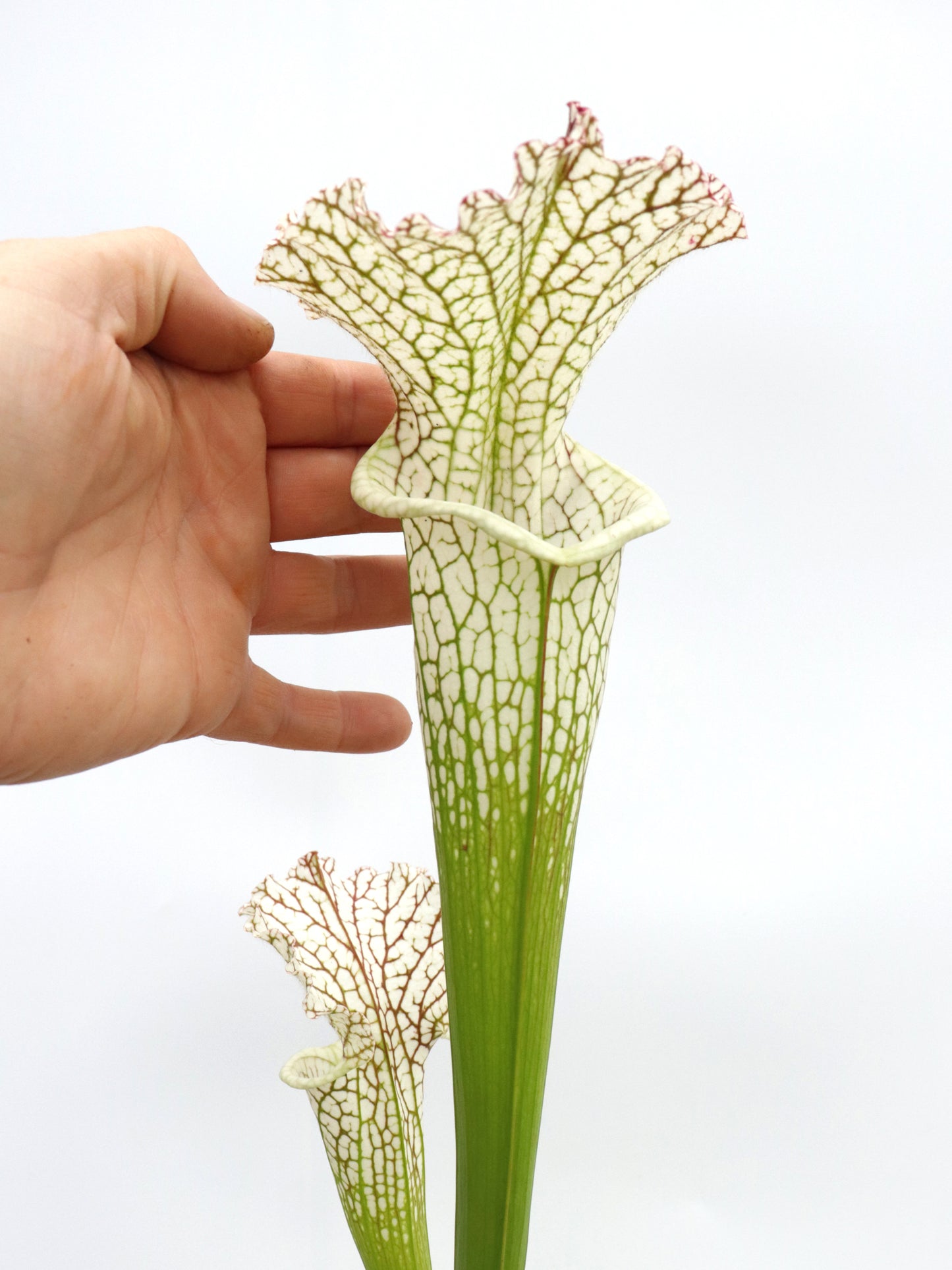 L14 GC  Sarracenia leucophylla