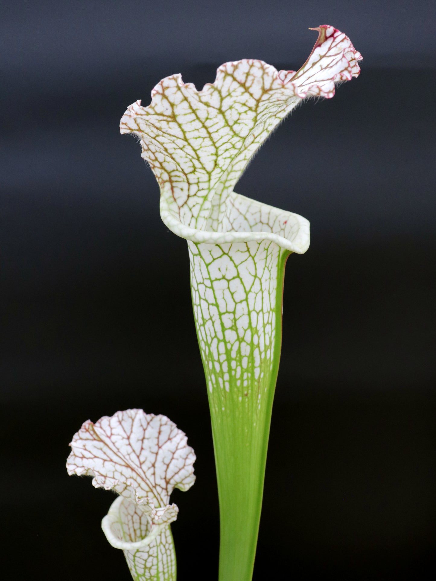 L14 GC  Sarracenia leucophylla