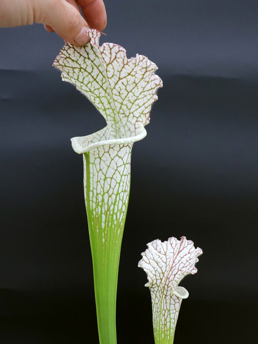 L14 GC  Sarracenia leucophylla