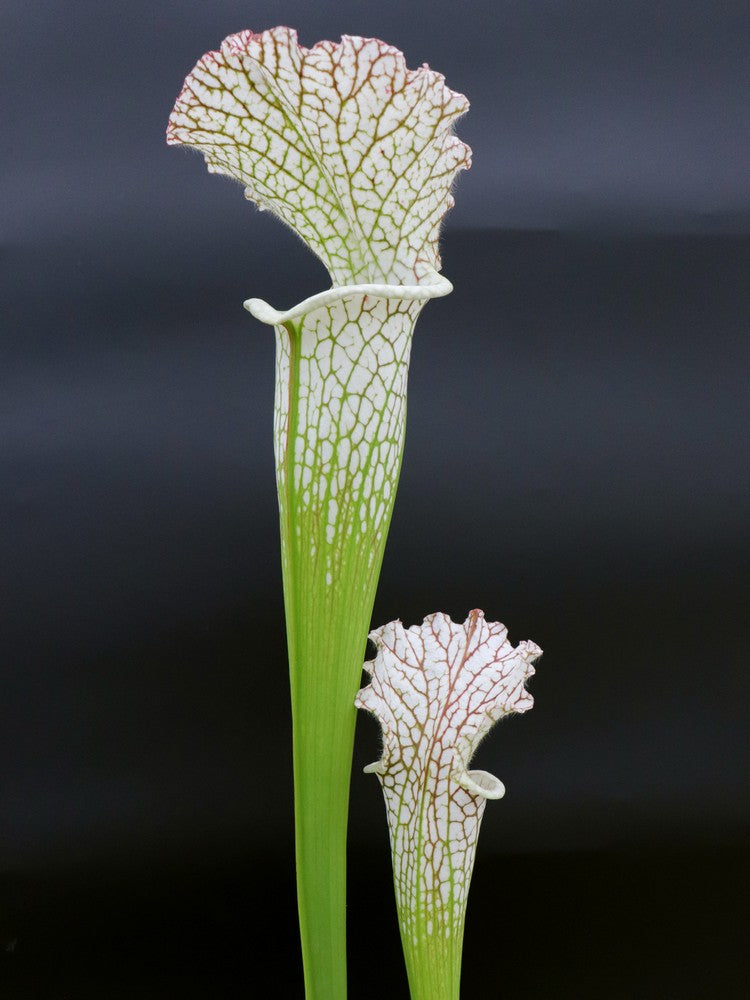 L14 GC  Sarracenia leucophylla