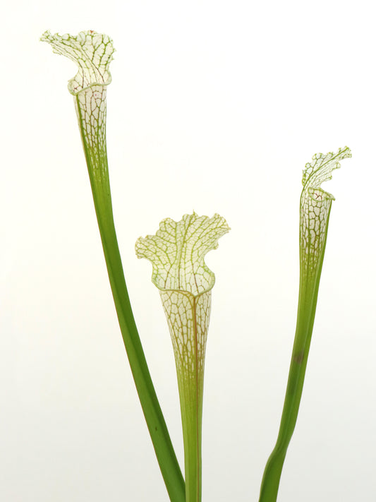Sarracenia leucophylla  Green & white, Citronelle,AL,W  L1 MK