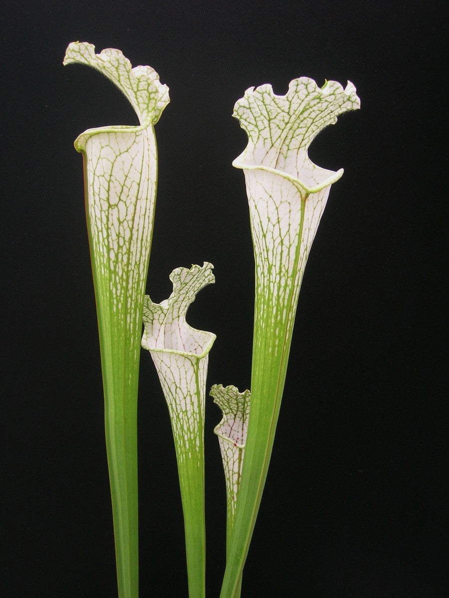 Sarracenia leucophylla L69 MK Yellow flowered form, Citronelle, AL.W
