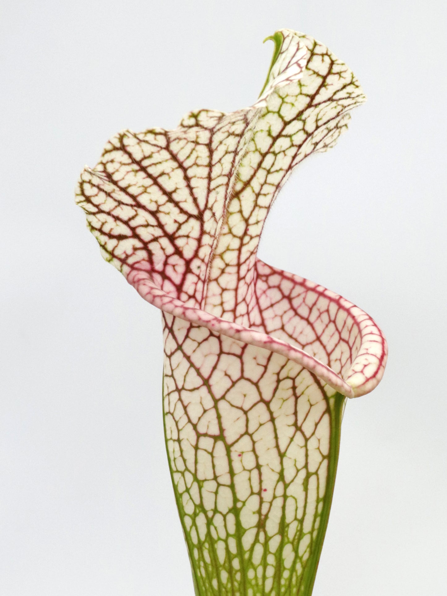 L15 GC  Sarracenia leucophylla "Stocky form"