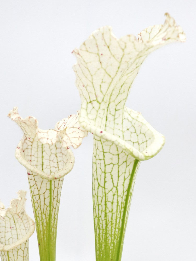 L17 GC  Sarracenia leucophylla var. alba