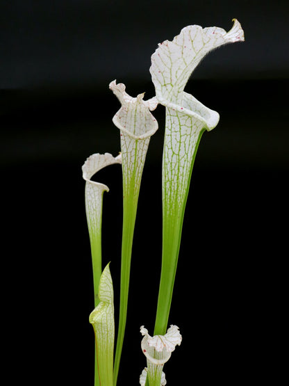 L17 GC  Sarracenia leucophylla var. alba