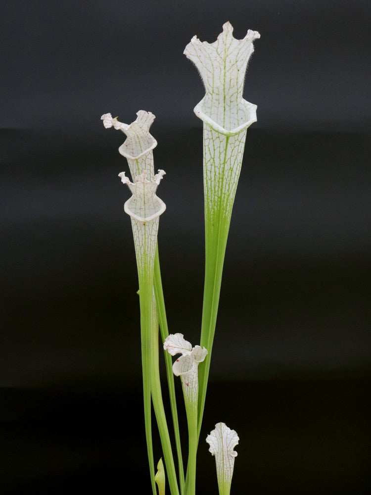 L17 GC  Sarracenia leucophylla var. alba