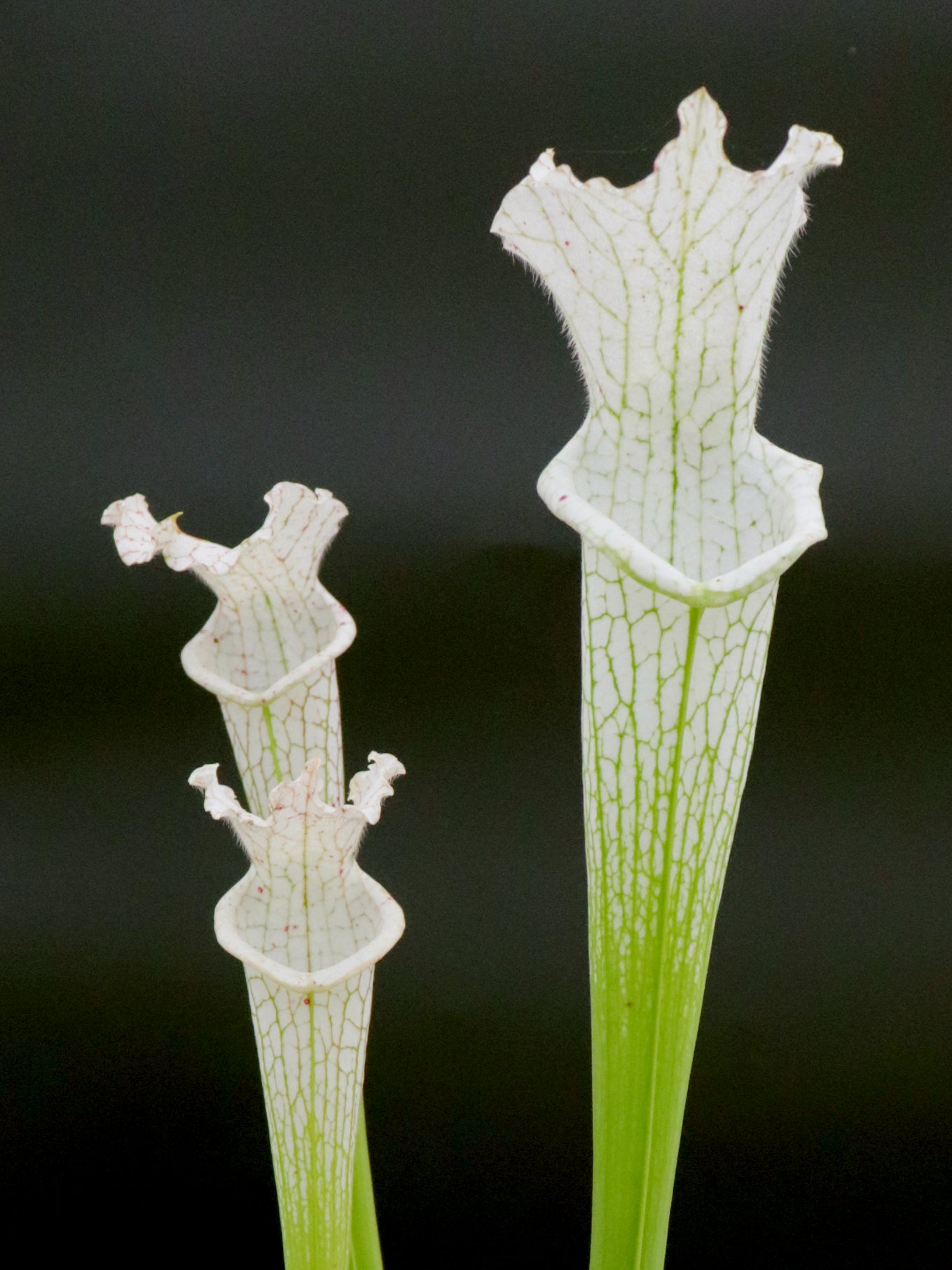 L17 GC  Sarracenia leucophylla var. alba