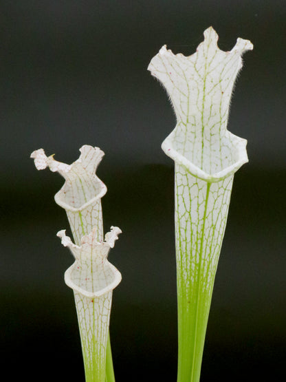 L17 GC  Sarracenia leucophylla var. alba