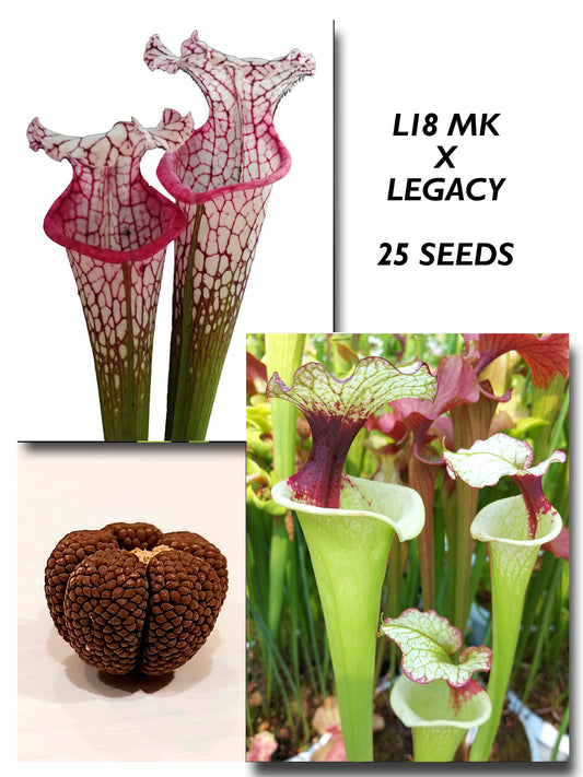 SARRACENIA L18 MK "PINK LIPPED" X LEGACY